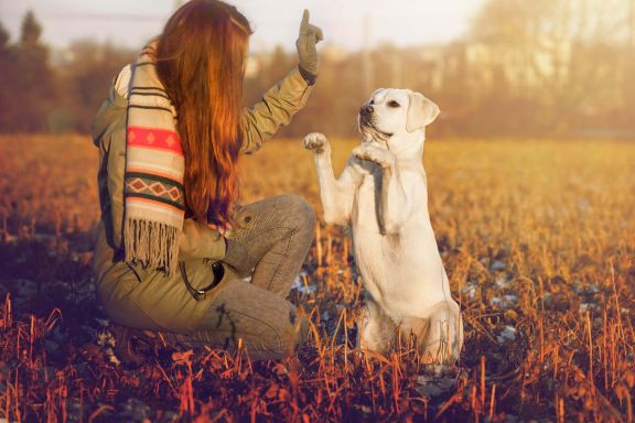 лабрадор ретривер